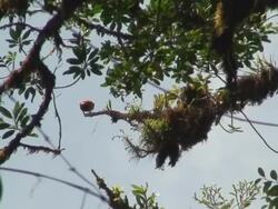 Bare-throated Bellbird Singing Stock Footage