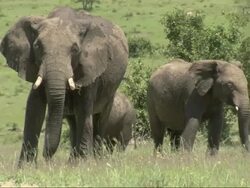 Female African Bush Elephant (Loxodonta africana) and young in Mara, Serengeti. Mara African Bush Elephant (Loxodonta africana) are smaller than other elephants; they are descended from Forest elephants., Kenya, Africa Stock Footage