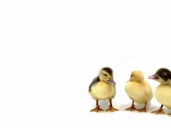 Three ducklings Stock Footage