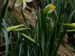 T/L Daffodils (Narcissus sp.) opening, mid shot, rotate take 2, United Kingdom Stock Footage