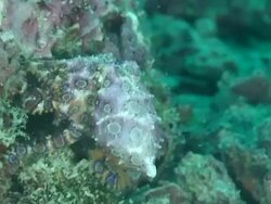 Blue Ring Octopus Stock Footage