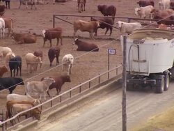 MS TS Shot of Feed truck eating cows / Roma, Queensland, Australia Stock Footage