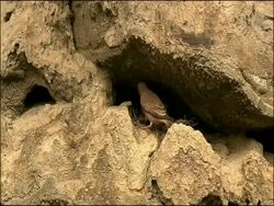 Trumpeter Finch (Rhodopechys githaginea) feeding chicks in nest in rocks, Tabernas, Almeria, Andalucia, Spain Stock Footage
