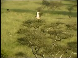 Aerial track forward low above Vulture flying over Wildebeests running in Savannah, Serengeti, Tanzania Stock Footage