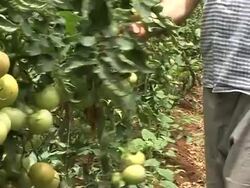 CLEAN: Poor shelter the poor in Lebanon News Clip