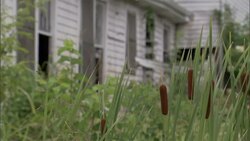 Swamp vegetation grows beside a home abandoned after Hurricane Karina floods. Stock Footage