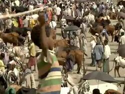 Boy whipping rope with camel fair in the background Stock Footage