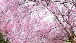 Pink Cherry Blossoms in Spring Season Stock Footage
