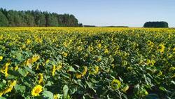 Sunflowers grow on the agricultural field. Stock Footage