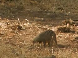banded mongoose (Mungos mungo) family searching for food, then run away, Tanzania Stock Footage