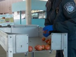 US Customs agricultural inspection Stock Footage