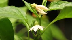 Leaves and buds on a pepper plant expand. Stock Footage