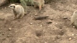 Meercats at Twycross Zoo News Clip