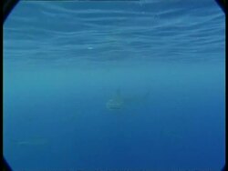 MS Tiger shark swimming to camera, then past to the right Stock Footage
