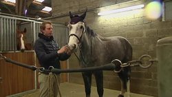 Horse headphones play calming classical music News Clip