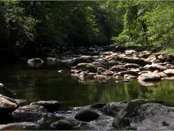 Creek, brook, stream Stock Footage
