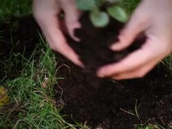 Planting a tree Stock Footage