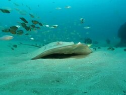 MS Shot of Stingray lying camouflaging on sea floor then swims off kicking up sand / Matola, Maputo, Mozambique Stock Footage