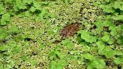 LS Crocodile among water vegetation Stock Footage