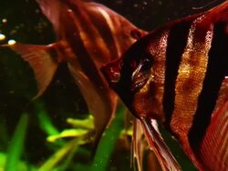 School of angelfish Stock Footage