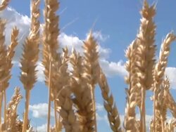 MS PAN Winter wheat swaying in breeze before being harvested / Dansville, Michigan, United States Stock Footage