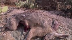 A rabbit carcass decomposes in a rocky desert valley. Stock Footage