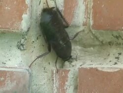 Cockroach Stock Footage