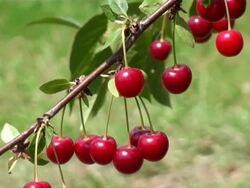 MS Sour cherries, prunus cerasus hanging on branch / Serrig, Rhineland-Palatinate, Germany Stock Footage