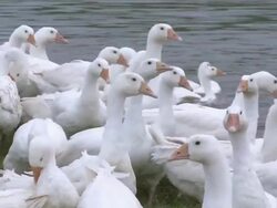 MS View of flock of geese / Serrig, Rhineland-Palatinate, Germany Stock Footage