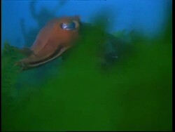 Cuttlefish in seaweed Stock Footage