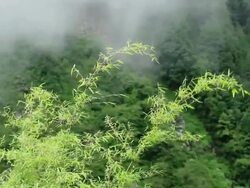forest fog Stock Footage