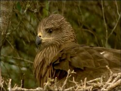 Black Kite (Milvus migrans) on nest, Dehesa de Abajo (Puebla del Rio, Sevilla), Andalucia, Spain Stock Footage