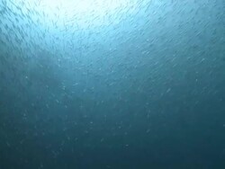 Huge shoal of fish, Southern Visayas, Philippines Stock Footage