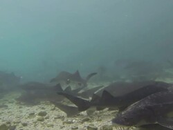 under water clip of Acipenser baerii , also known as Siberian Sturgeon swimming in fish farm,2K,2KMSTR Stock Footage