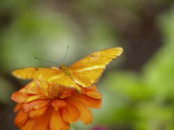 CU Shot of Julia Heliconian orange butterfly flying away from atop pink flower / Santa Barbara, California, United States Stock Footage