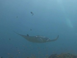 Manta Ray Stock Footage