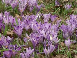 HD: Saffron Stock Footage