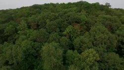 Aerial over WI forest Stock Footage