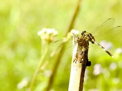 Dragonfly Stock Footage