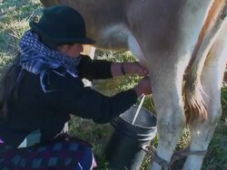Woman milking a cow, Salinas de Guaranda, Ecuador Stock Footage