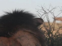 A Lion watching Wildebeest, Kgalagadi Transfrontier Park, Northern Cape Province, South Africa Stock Footage