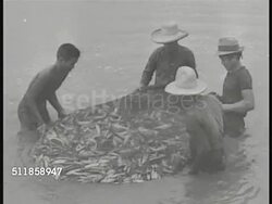 1930s: COMMONWEALTH of the PHILIPPINES: FISHING: Fishermen w/ net near shore w/ elevated house BG. MS Fishermen in water pulling filled fish net tighter. Fishermen lifting net up by shoreline, some fish in netting. Instructional Video