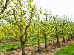 Apple Tree in Spring Stock Footage