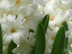 HD: White Hyacinths Stock Footage