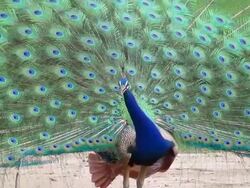 Peacock Stock Footage