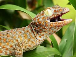 Gecko Stock Footage