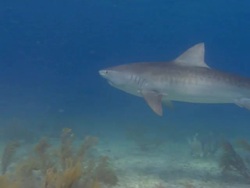 Tiger shark, Galeocerdo cuvier, sandy seabed, Bahamas  Stock Footage