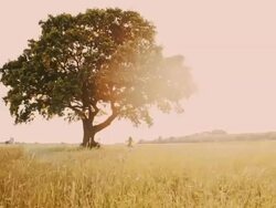 Girl swinging in the middle of the meadow Stock Footage