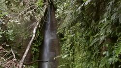 Rainforest waterfall Stock Footage
