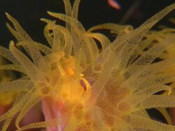 Anemone, close up tentacles, Southern Visayas, Philippines Stock Footage
